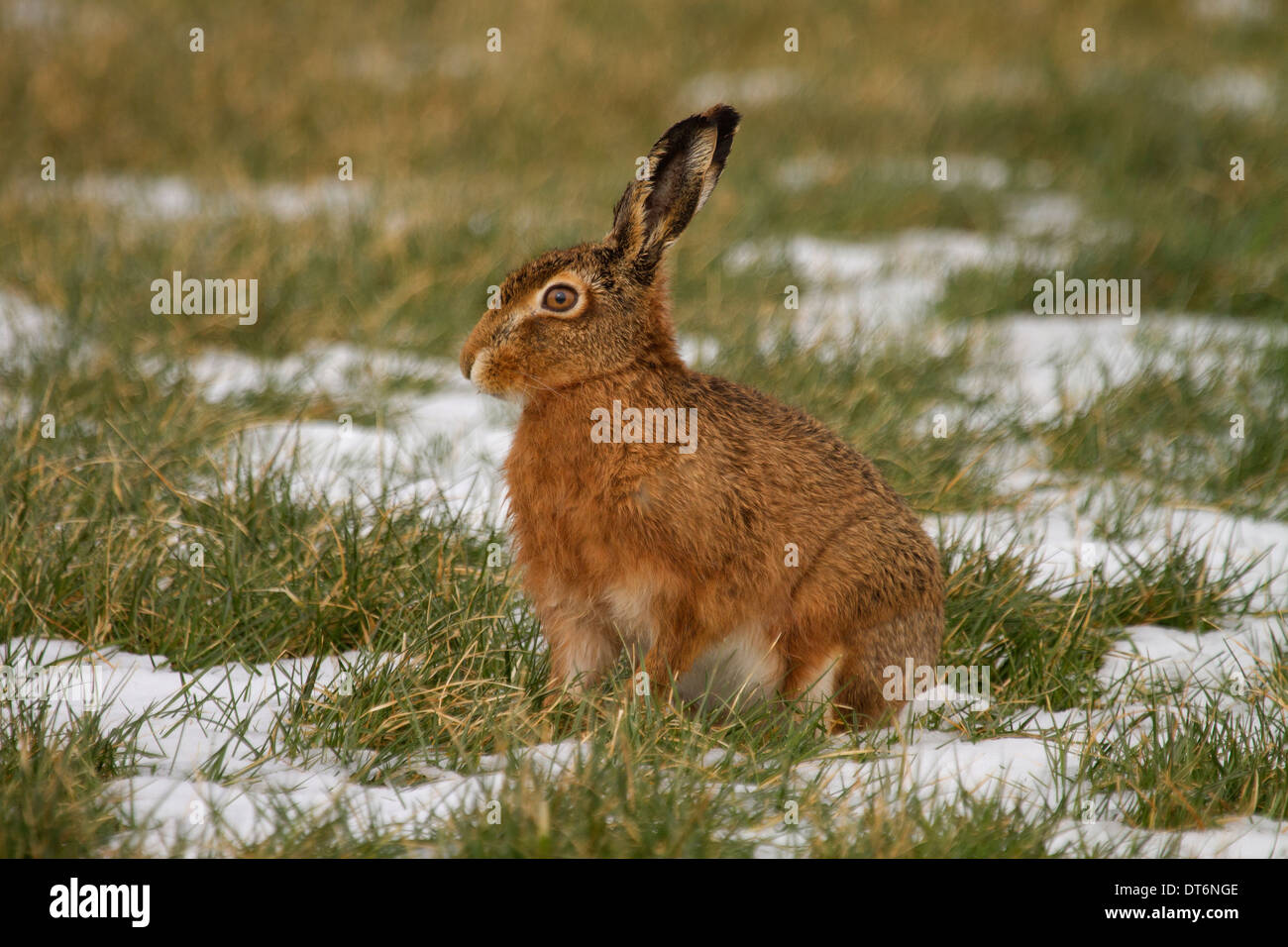 Brown Hare, Lepus capensis sitting in the snow Stock Photo