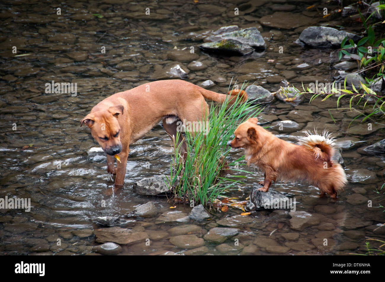 big dog little dog two dogs playing in river creek Stock Photo Alamy