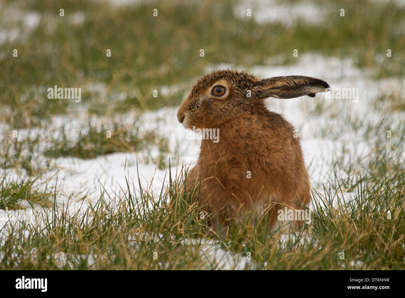 Brown Hare, Lepus capensis sitting in the snow Stock Photo