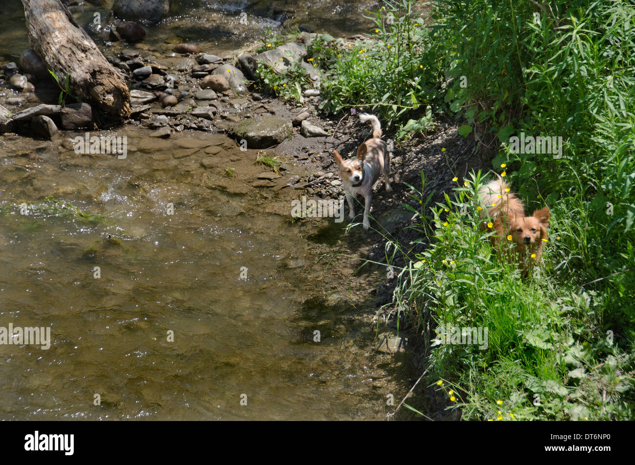 two dogs small little dogs playing on riverbank Stock Photo
