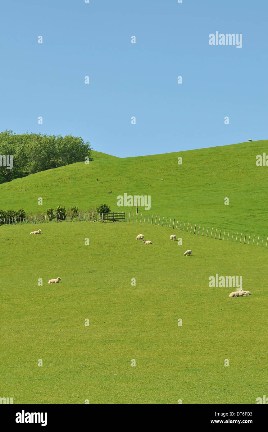 Sheep on green pasture under blue sky Stock Photo - Alamy