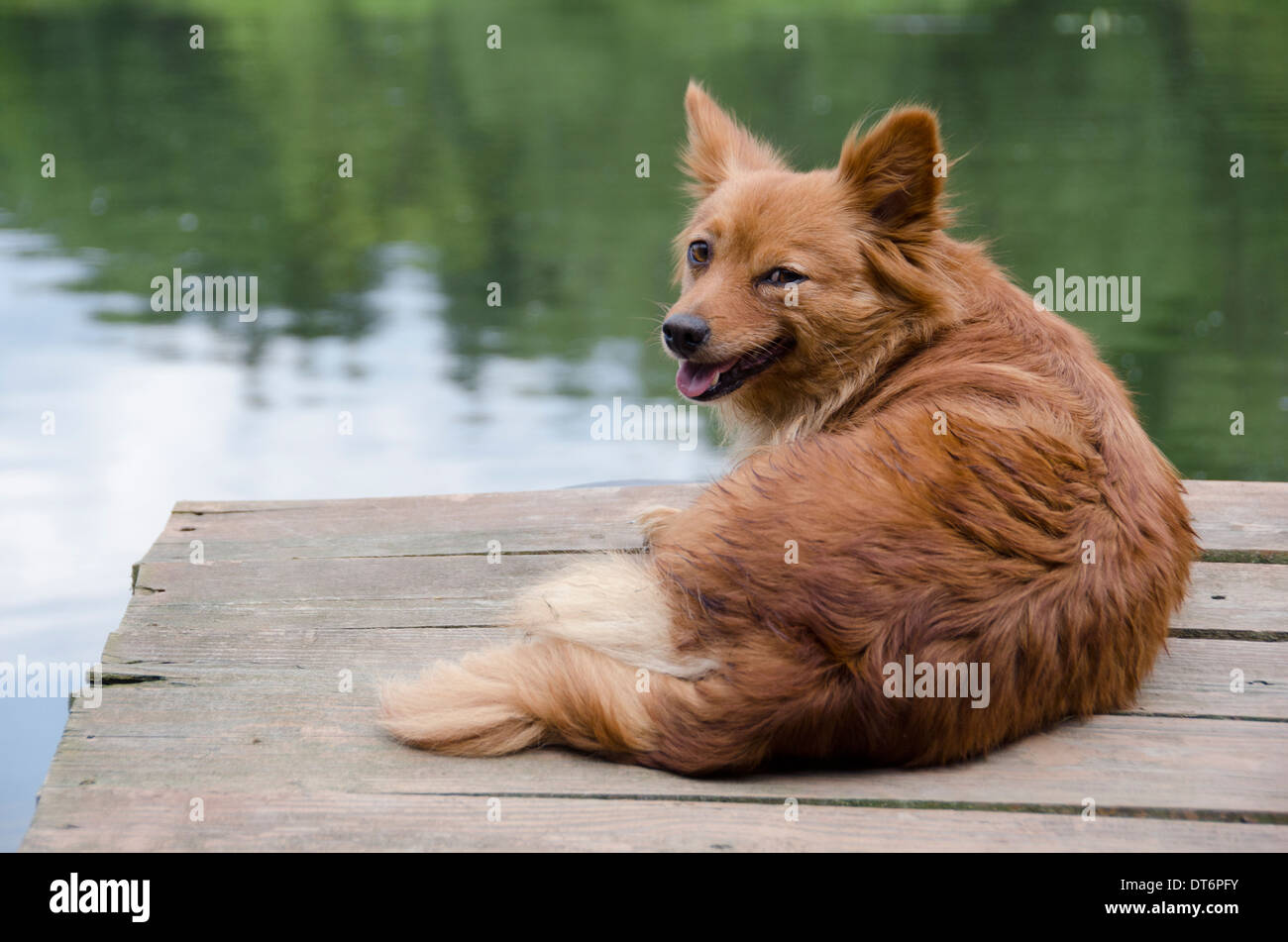 closeup of small terrier dog Stock Photo