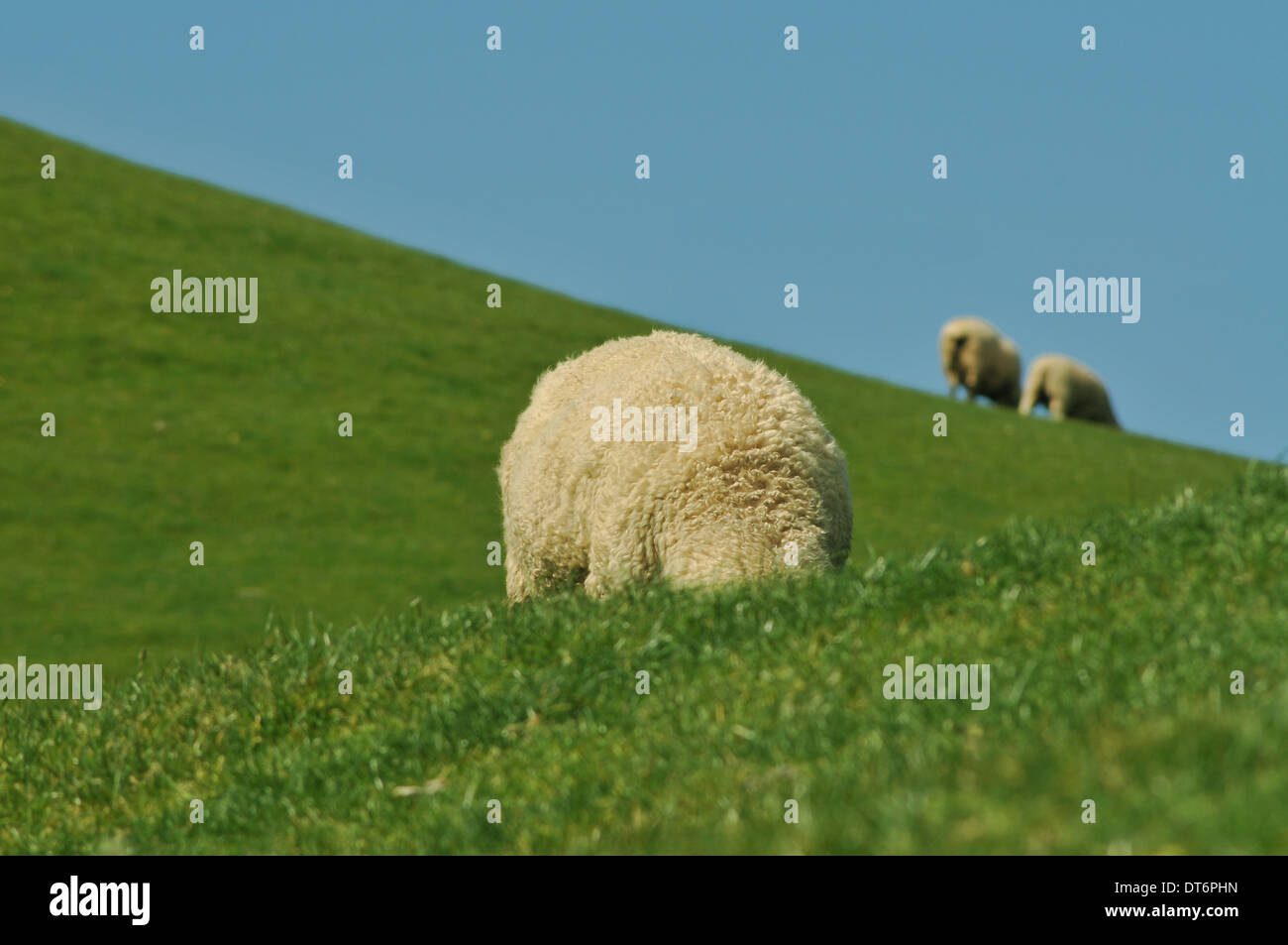 Sheep grazing on meadow Stock Photo - Alamy