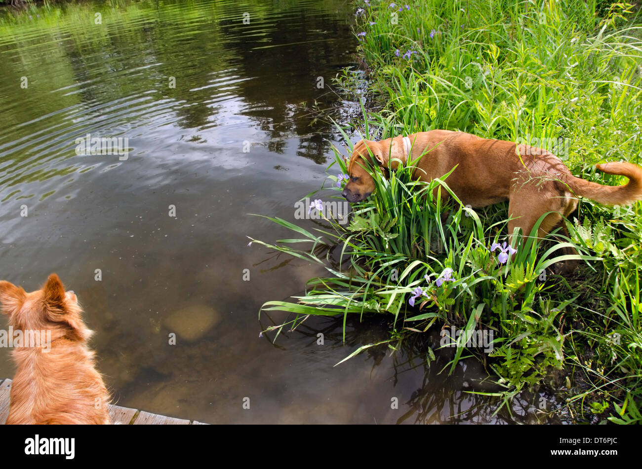 two dogs big dog little dog playing on riverbank Stock Photo