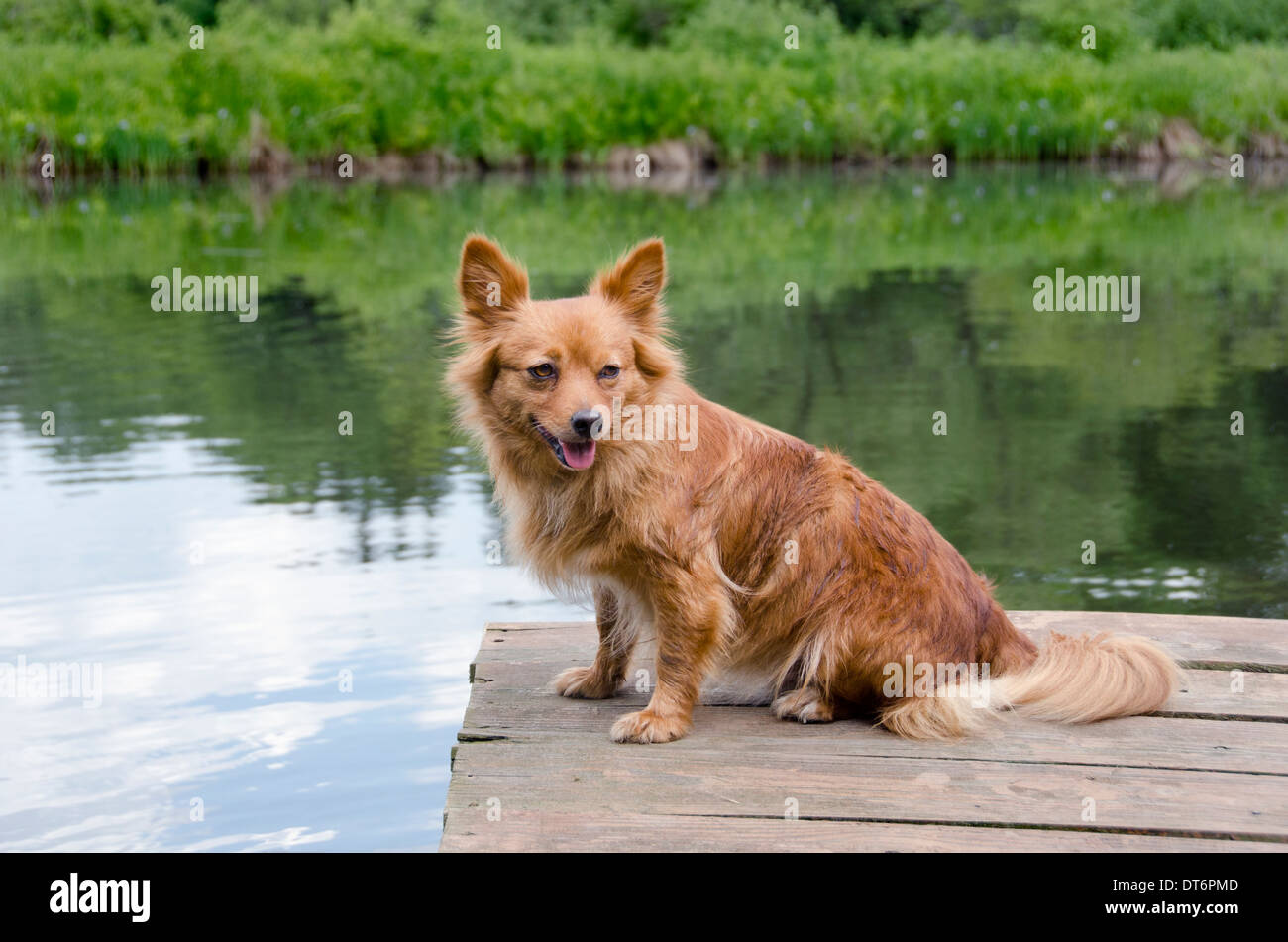 closeup of small terrier dog Stock Photo