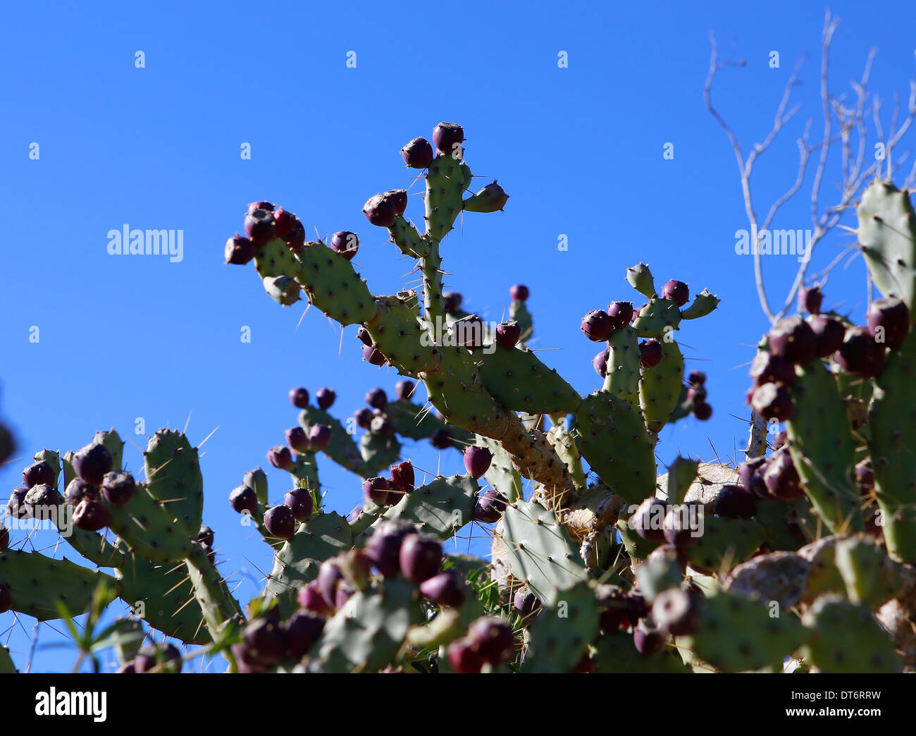 Opuntia ficus-indica Cactus species seen on a field border near the ...