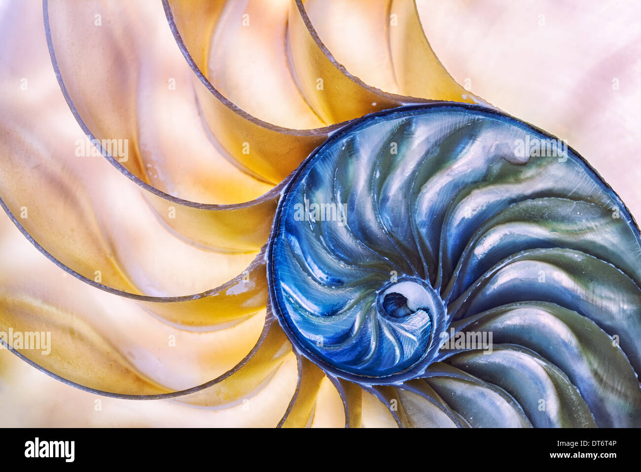 The wonder of nature captured in a nautilus shell. Fine art abstract. Stock Photo