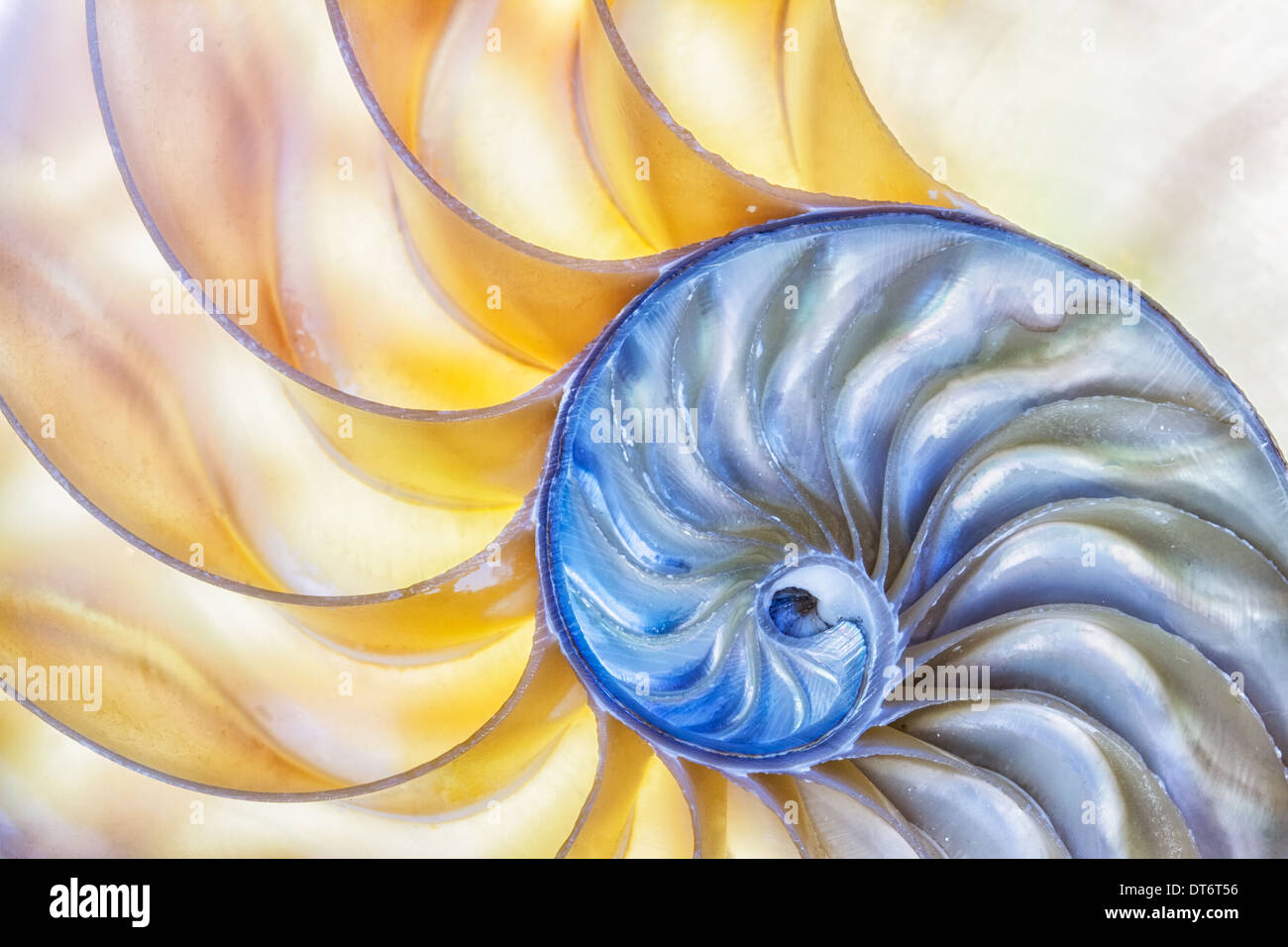 The wonder of nature captured in a nautilus shell. Stock Photo