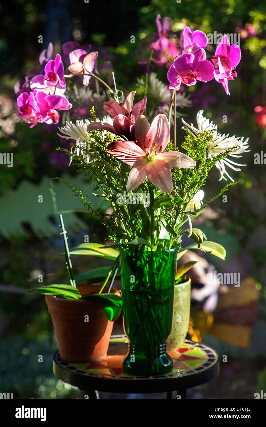 Flowers in morning sunlight include orchids (orchidaceae); chrysanthemums (genus chrysanthemums, family asteraceae) and lilly Stock Photo