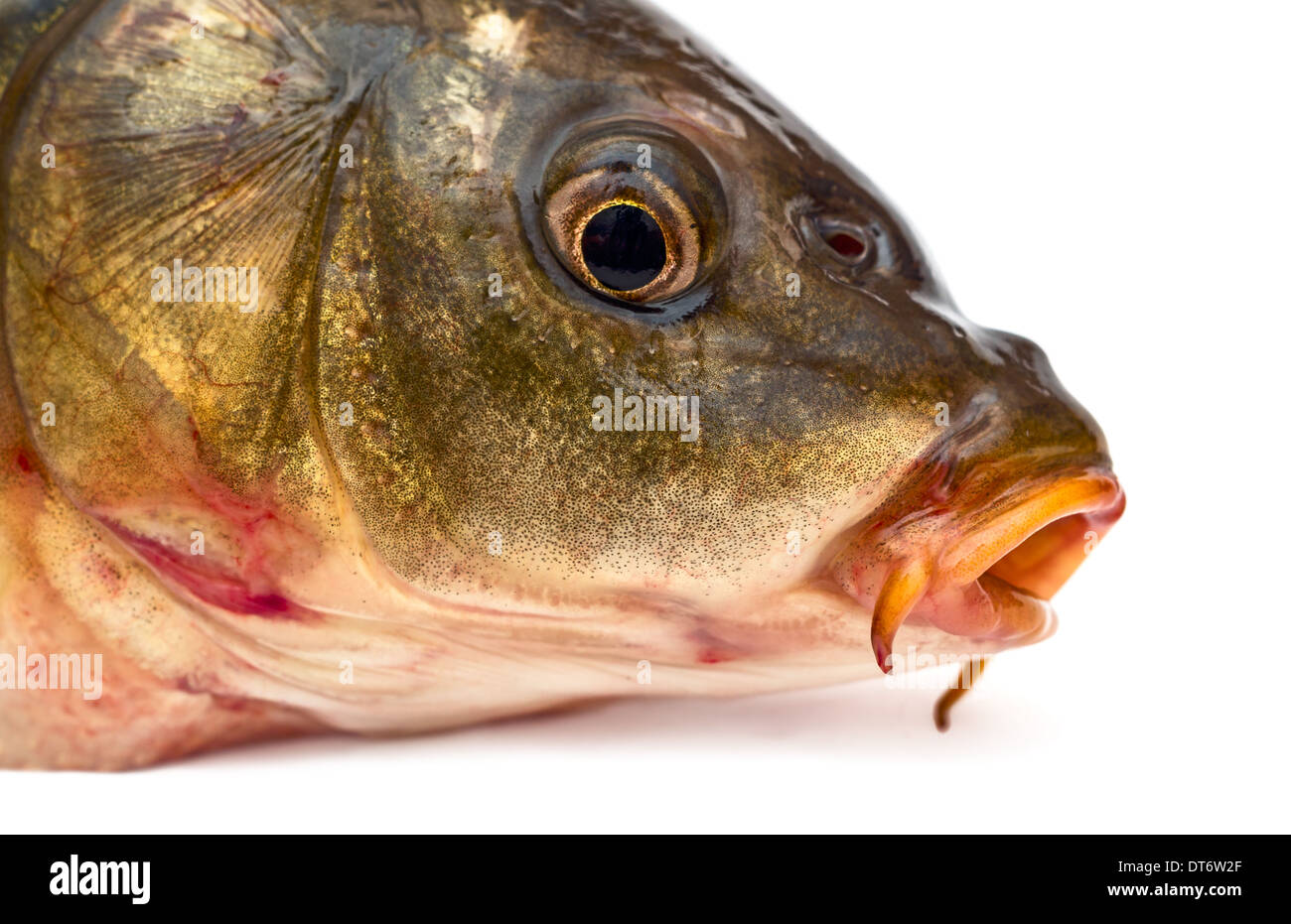 Carp head hi-res stock photography and images - Alamy