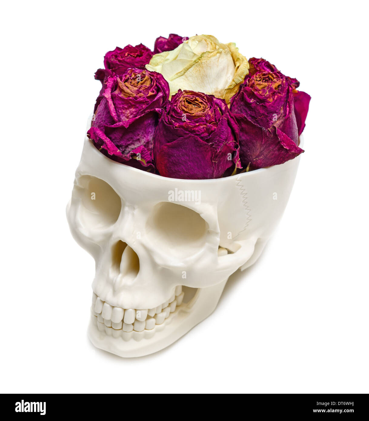 Roses into an human skull isolated on white background. Stock Photo