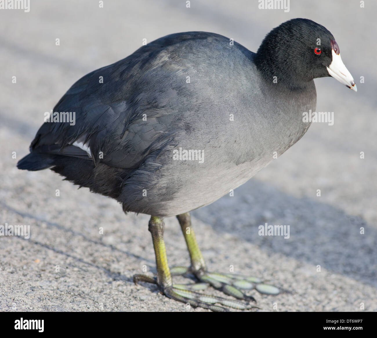 Close-up of an American Coot (Fulica americana) Stock Photo