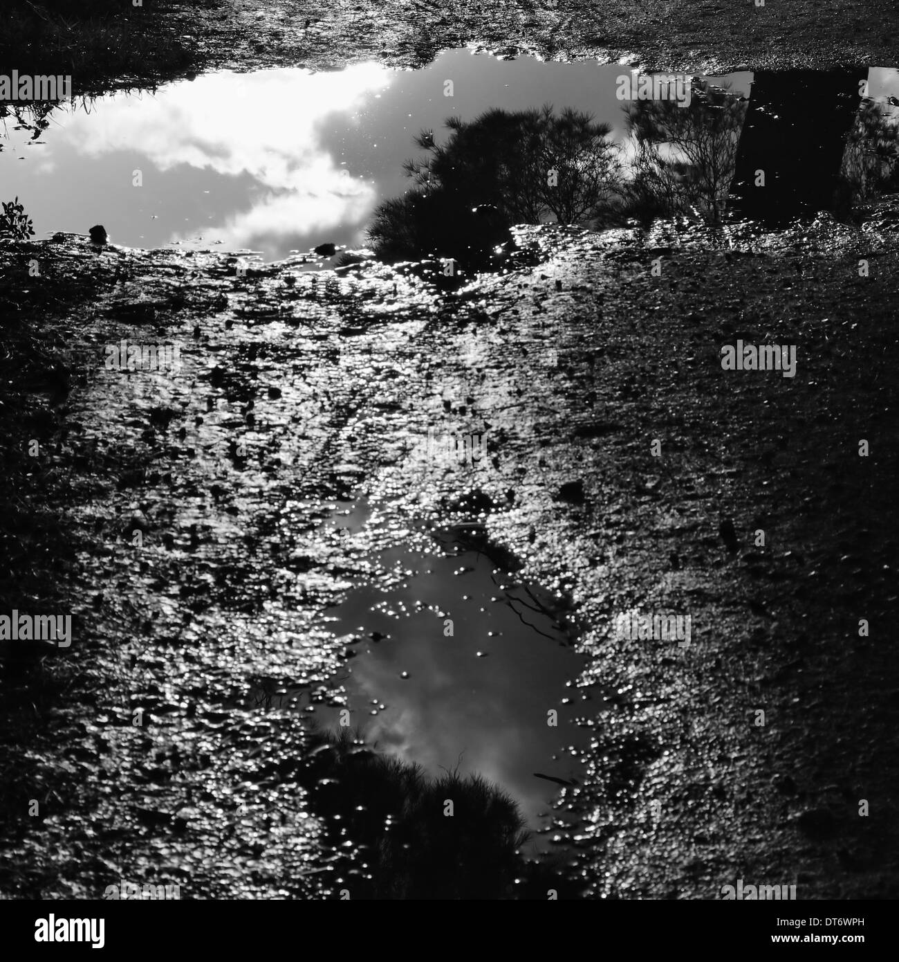Puddles of water with tree reflections sunlight on muddy ground after the rain. Black and white. Stock Photo