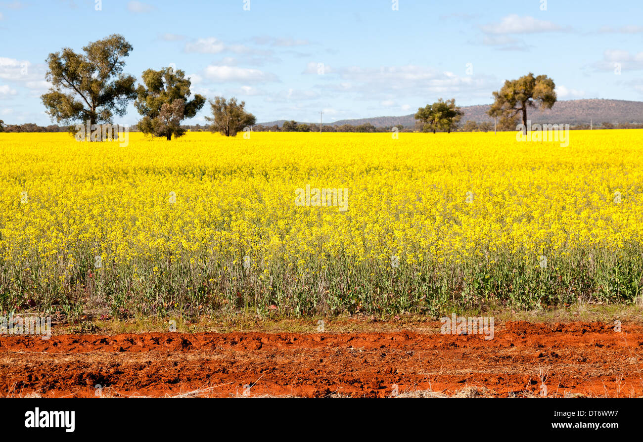 NSW outback near Cowra Stock Photo