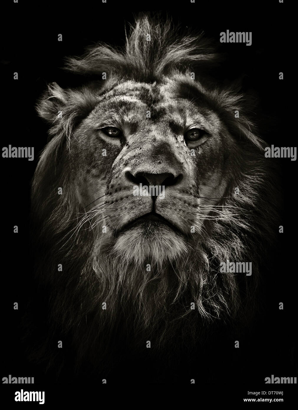 Hairy lion hi-res stock photography and images - Alamy