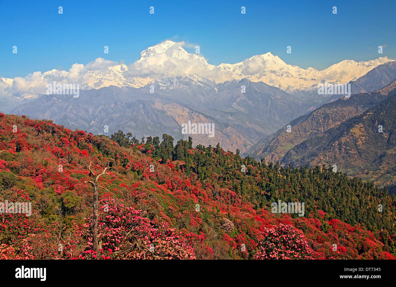Picturesque view of Dhaulagiri peak (8167 m) with spring blossoming rhododendron forest in the foreground. Canon 5D Mk II. Stock Photo