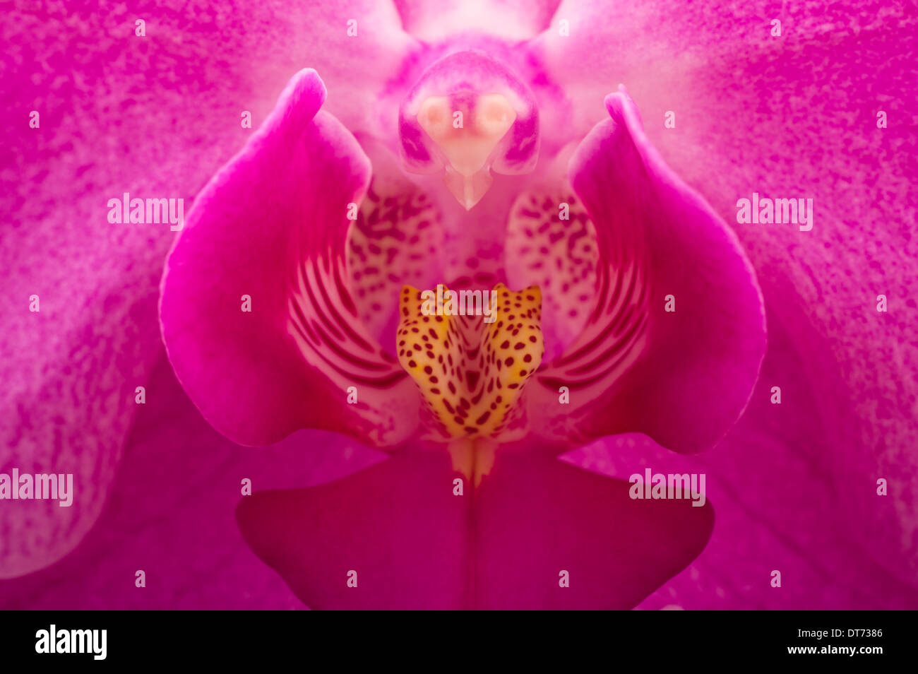 Pink orchid closeup hi-res stock photography and images - Alamy