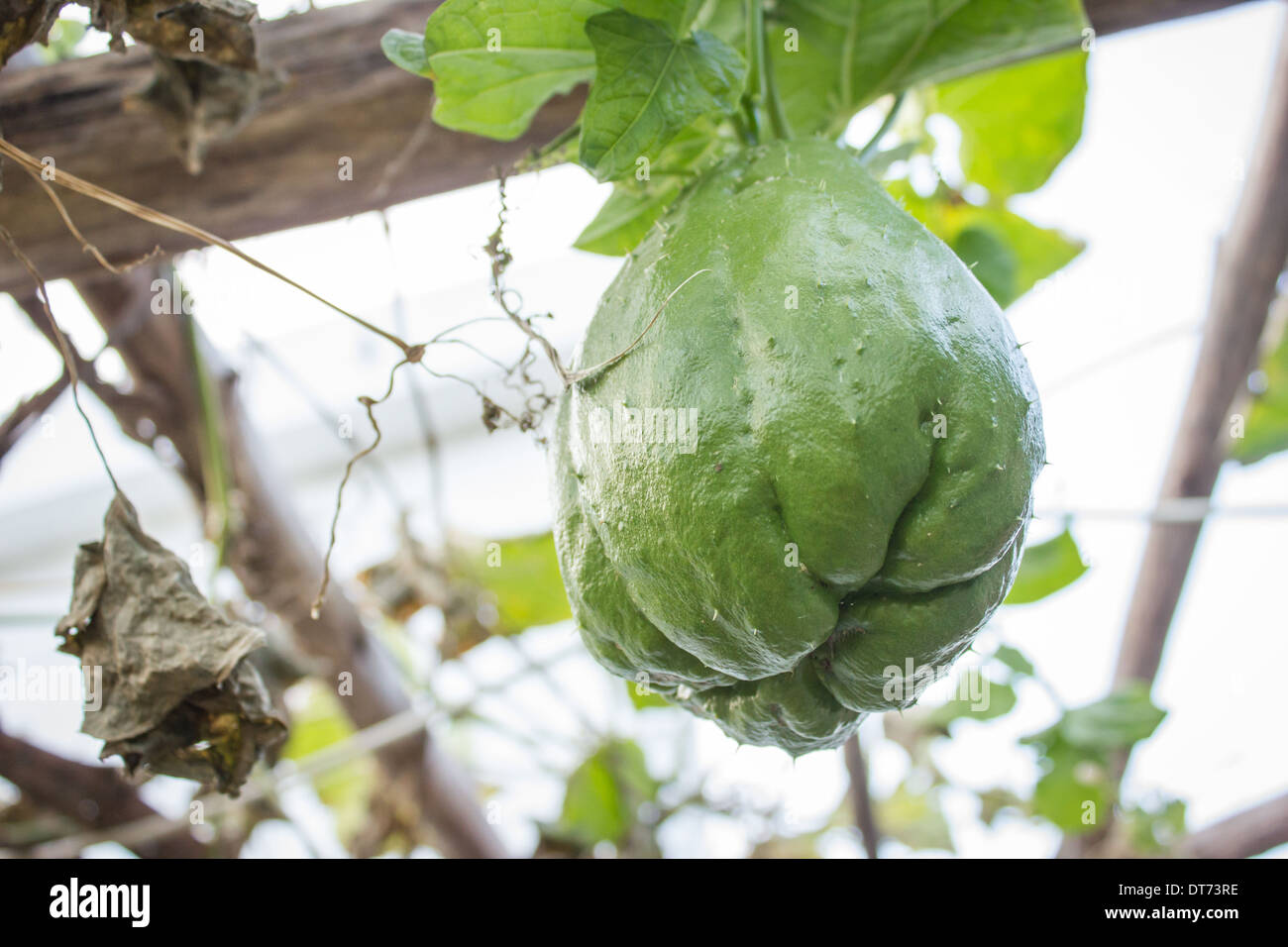 Green chayote with leafs, Sechium edule Stock Photo