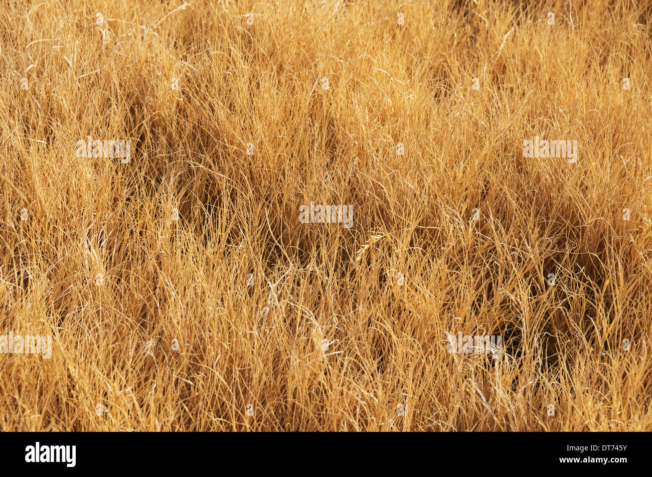 long dry grass in a winter meadow background Stock Photo
