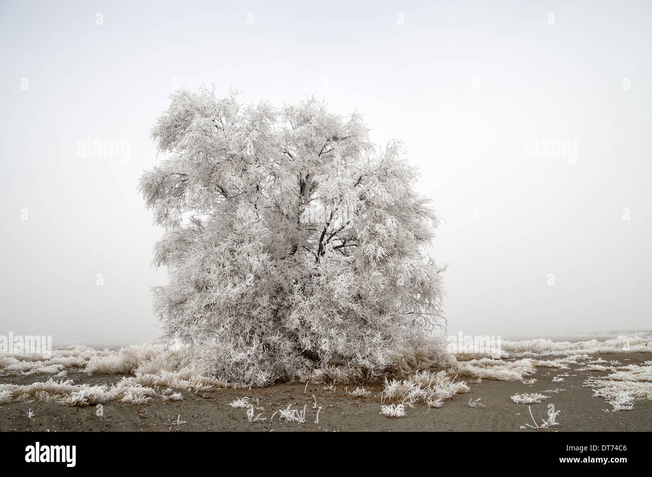 ghostly tree covered in hoar frost on a cold foggy day Stock Photo
