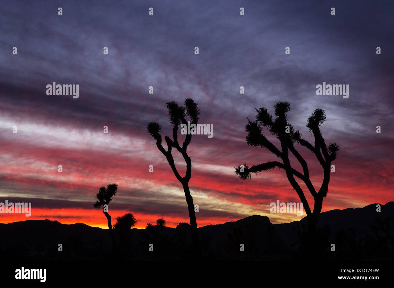 joshua trees silhouetted against a colorful sunset at Joshua Tree National Park California Stock Photo