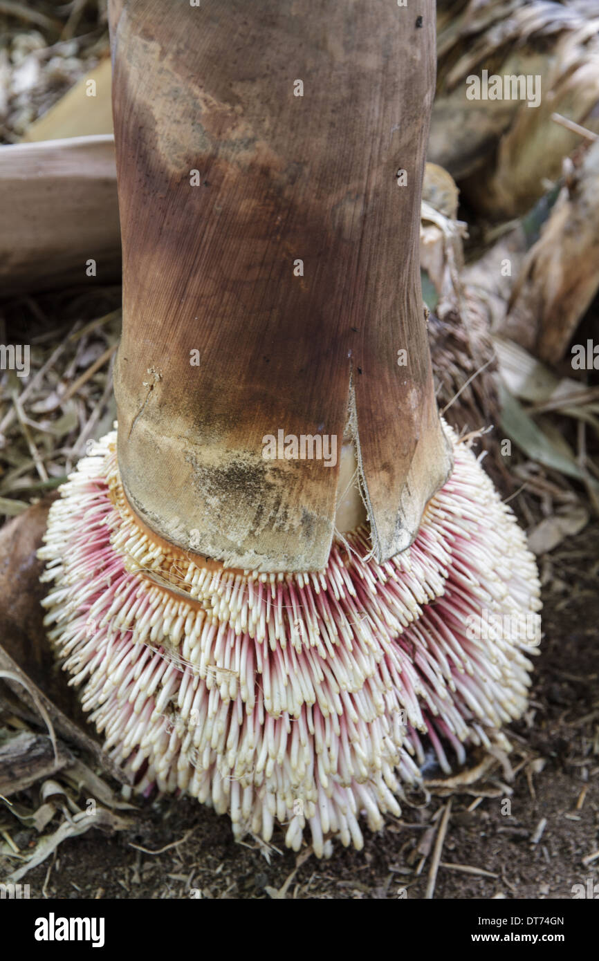 Fresh bamboo in the soil Stock Photo Alamy