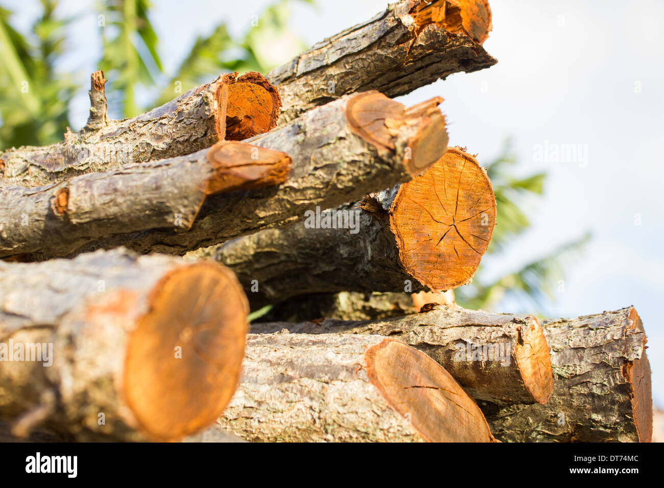 Trunks Slice Old wood trunks sliced Stock Photo - Alamy