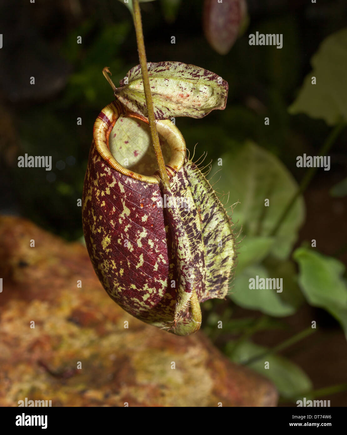 tropical pitcher plant this plant is a carnivore and eats insects Stock Photo