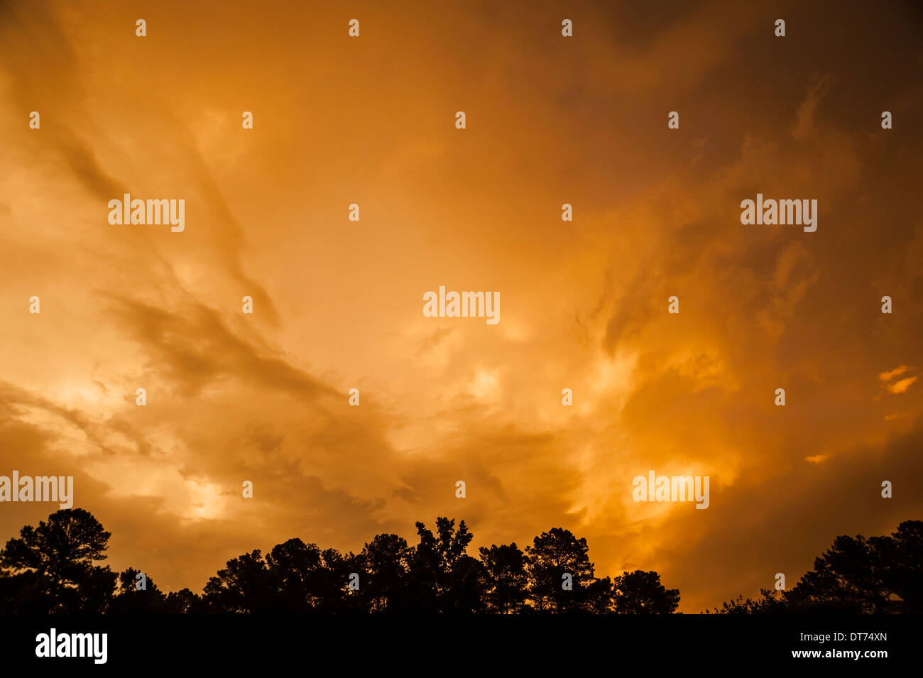 A silhouetted tree line against a fiery orange sky of storm clouds at sunset near Atlanta, Georgia. (USA) Stock Photo