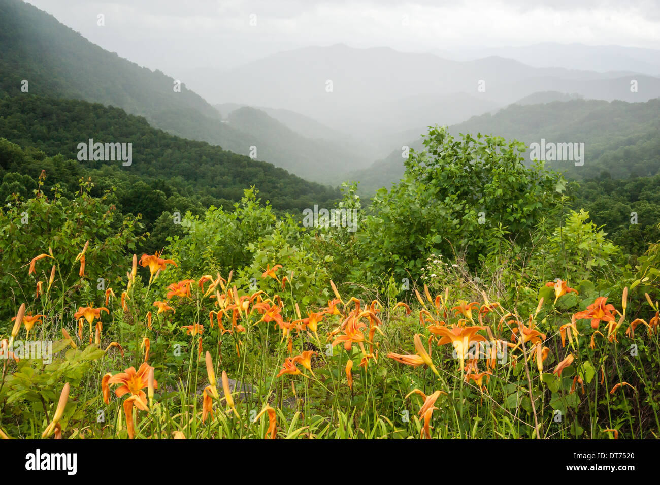 Beautiful orange daylilies at a scenic overlook along Highway 64 in the Blue Ridge Mountains of North Carolina. (USA) Stock Photo