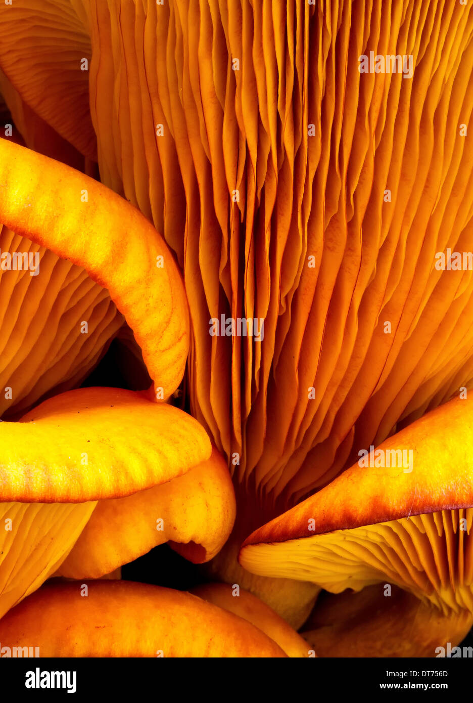Close-up macro view of orange mushrooms found in Northeast Florida. Stock Photo