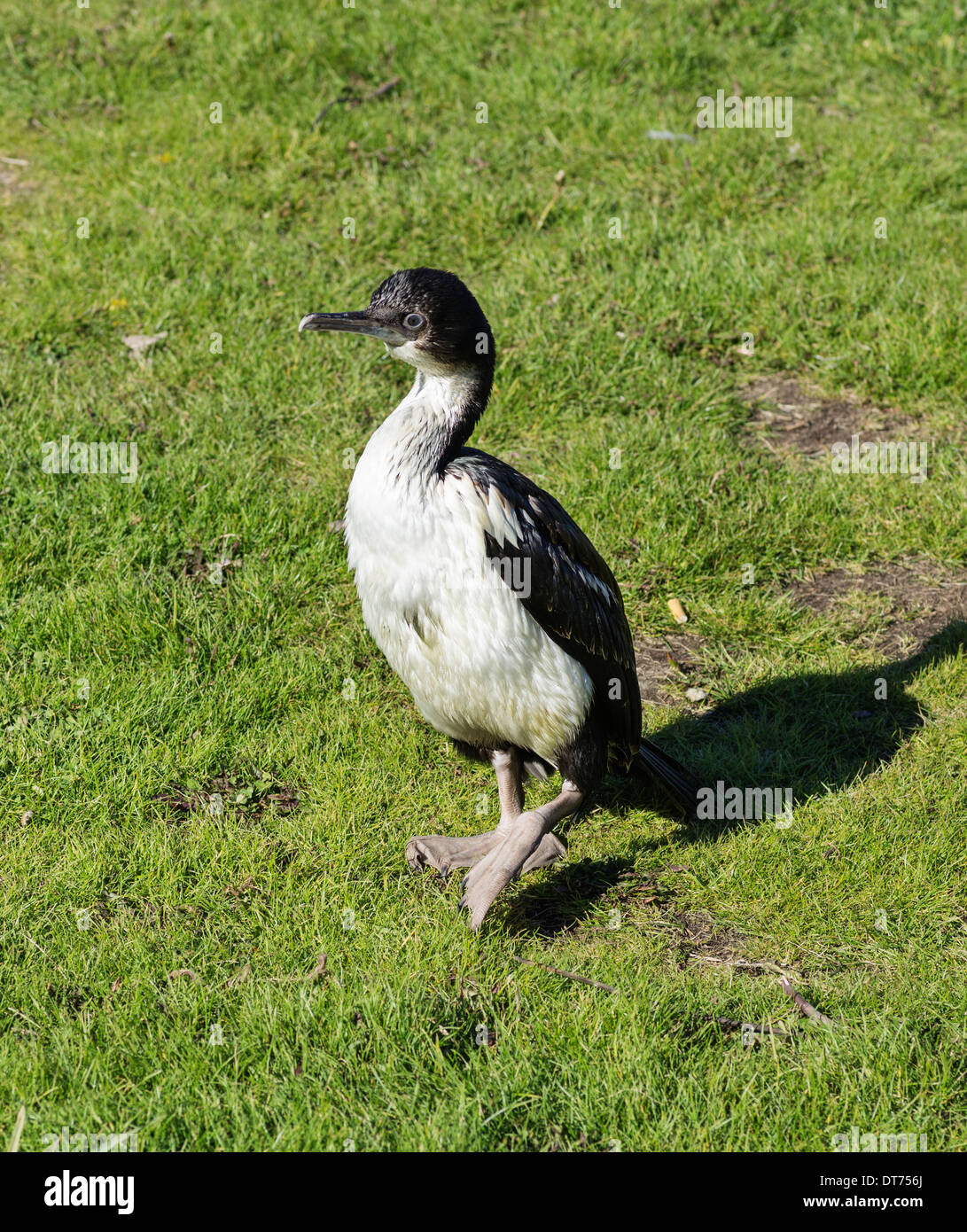 Cormorant or Shag diving bird standing on the grass Stock Photo