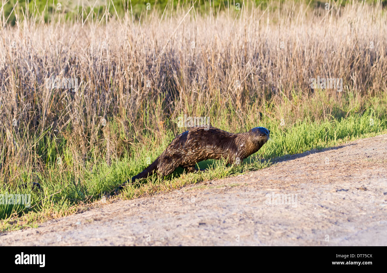 North American river otter (Lontra canadensis) looking at the camera crossing a footpath. Stock Photo