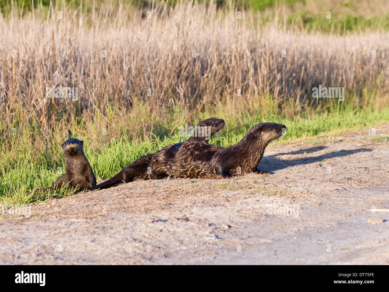 North American river otter (Lontra canadensis) mother and kits crossing a footpath. Stock Photo