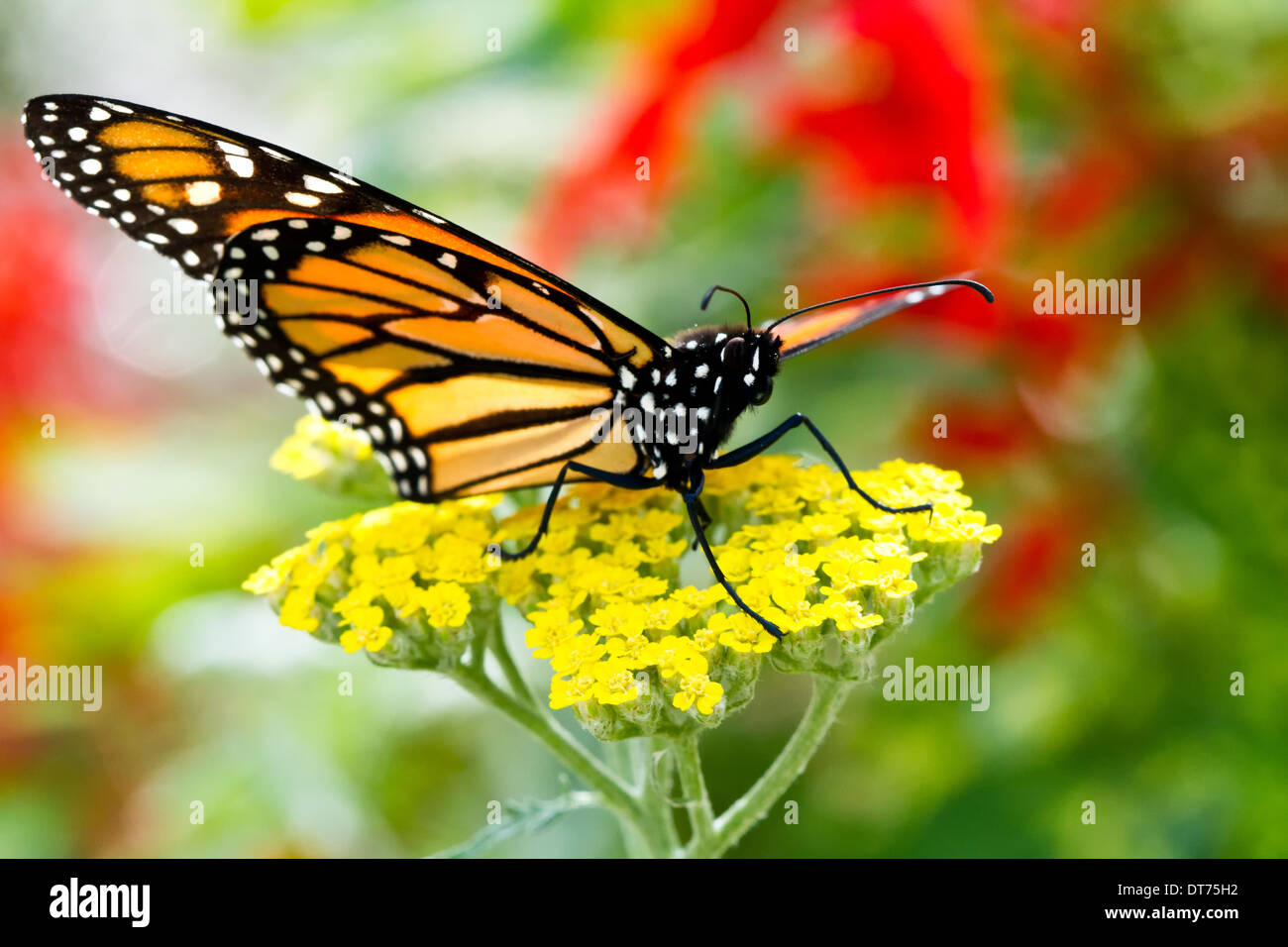 Close-up macro of a Monarch Butterfly (Danaus plexippus) sitting on a ...
