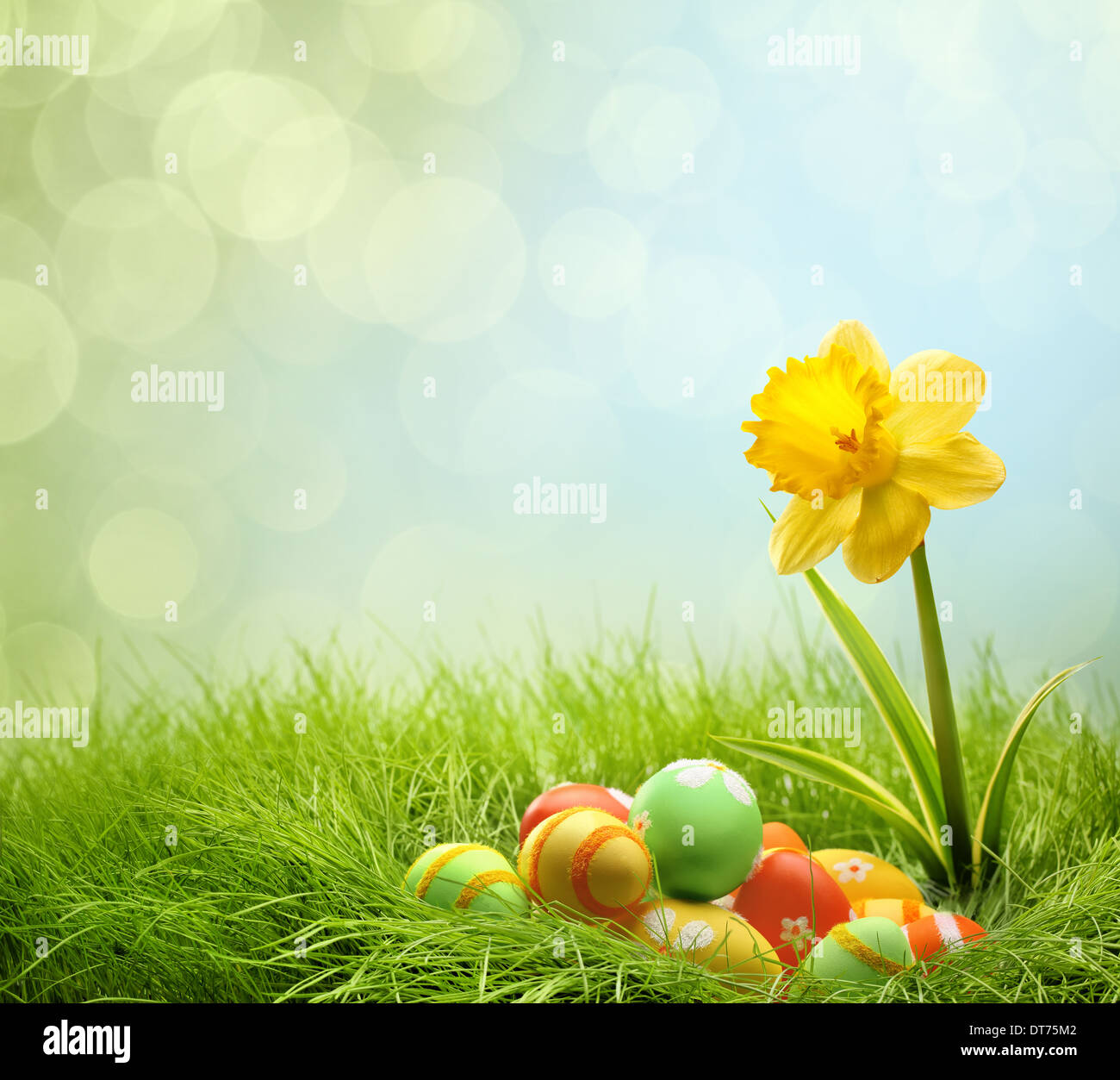 Easter eggs on green grass with daffodil flower Stock Photo - Alamy
