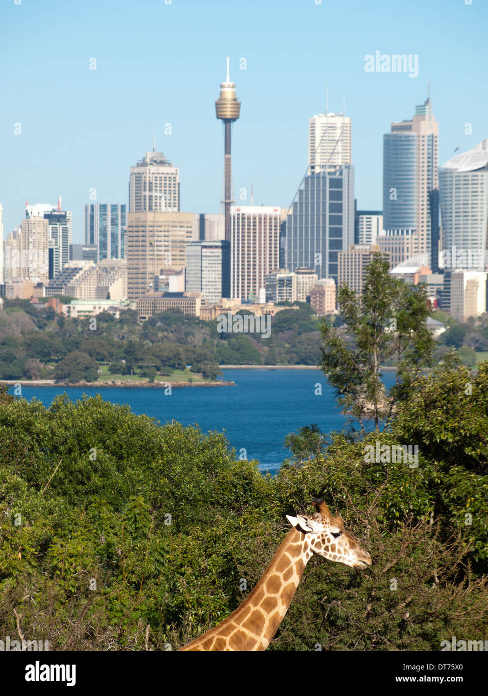 Modern zoo hires stock photography and images Alamy