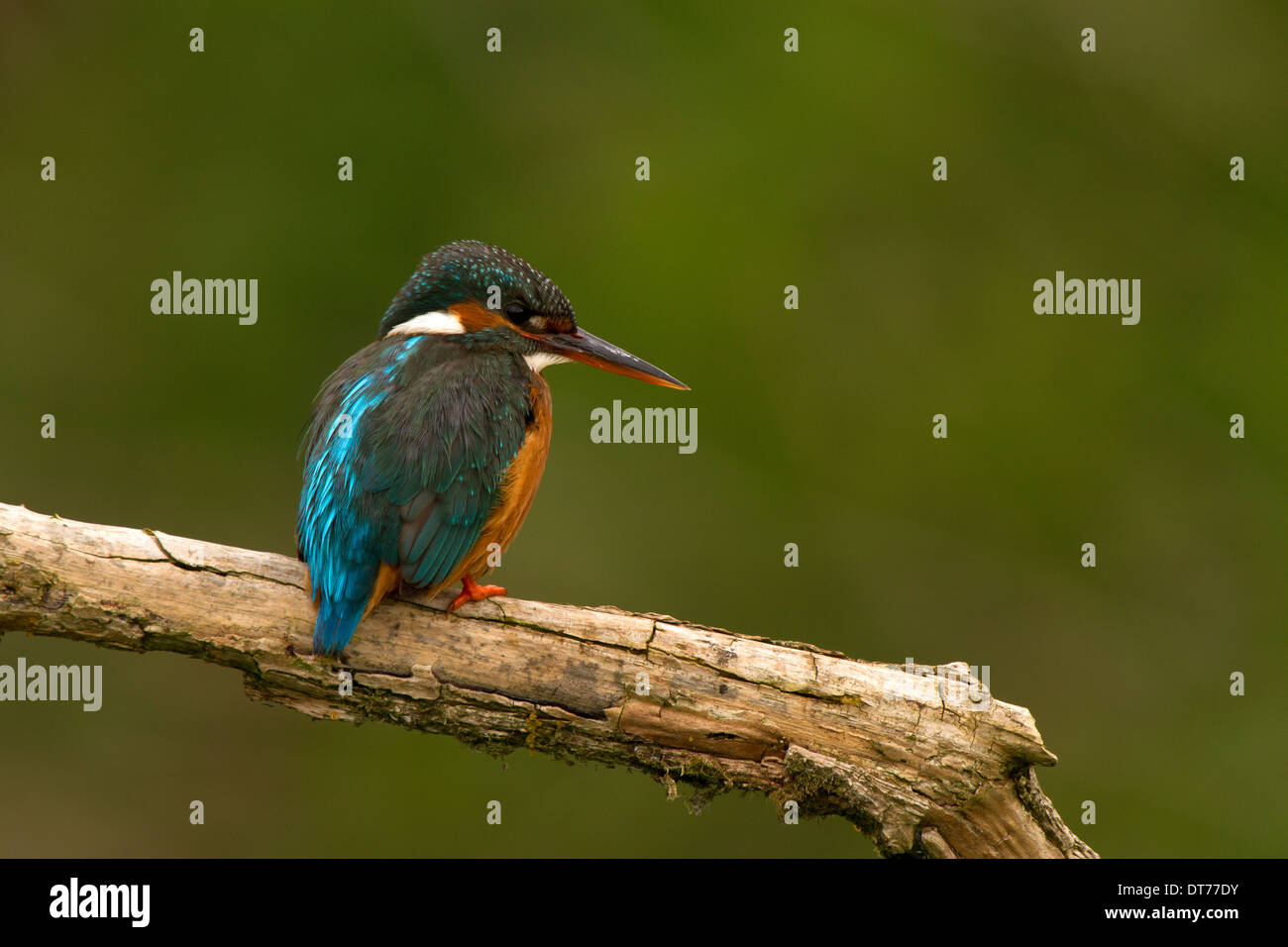 Kingfisher, Alcedo atthis Stock Photo