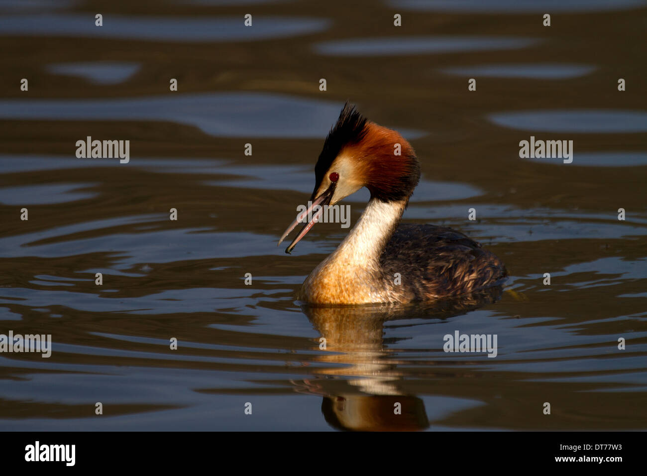 Great Crested Grebe swimming Stock Photo