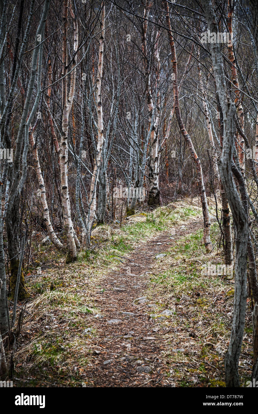 Birch forest hi-res stock photography and images - Alamy