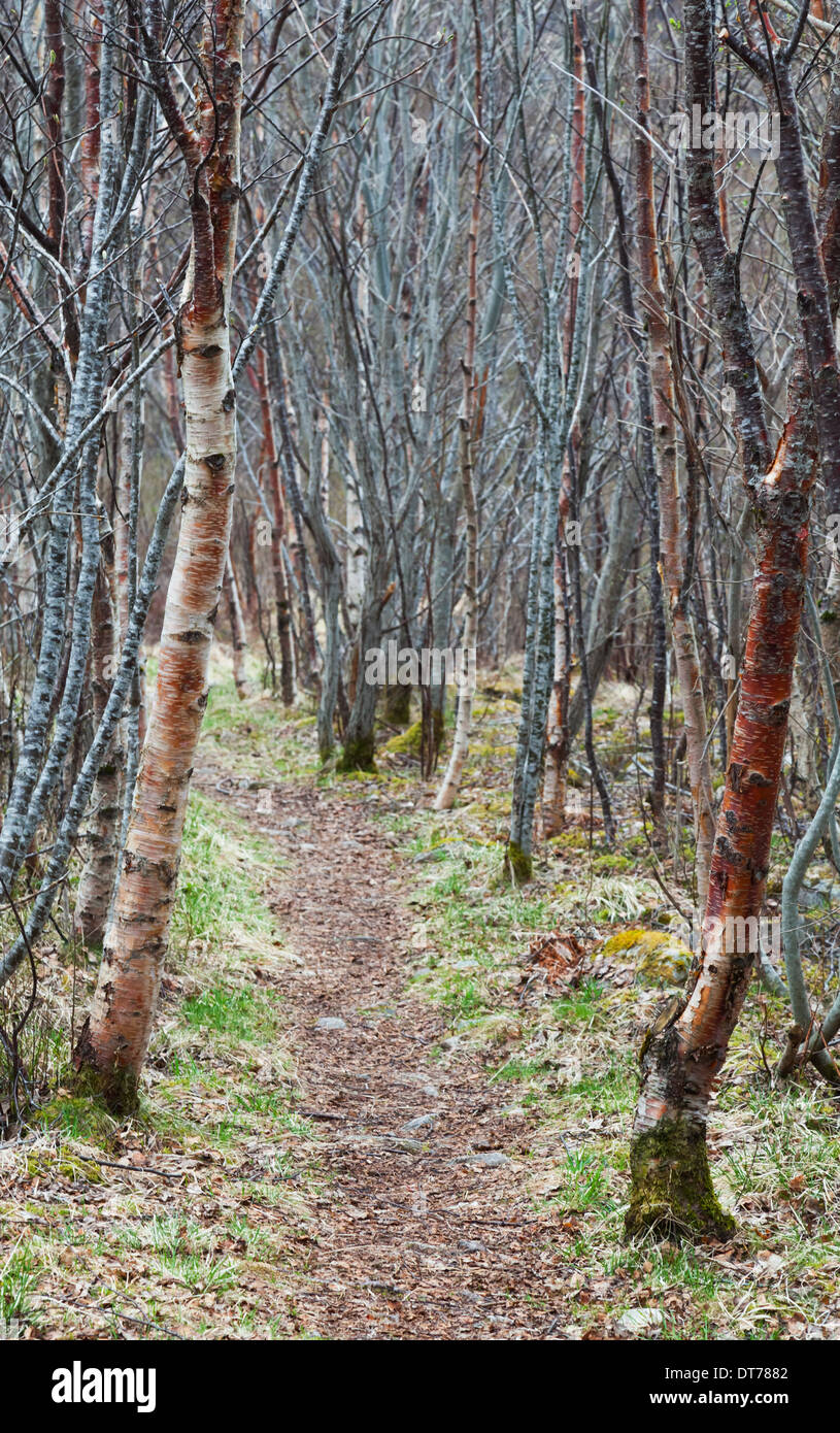 Birch forest hi-res stock photography and images - Alamy
