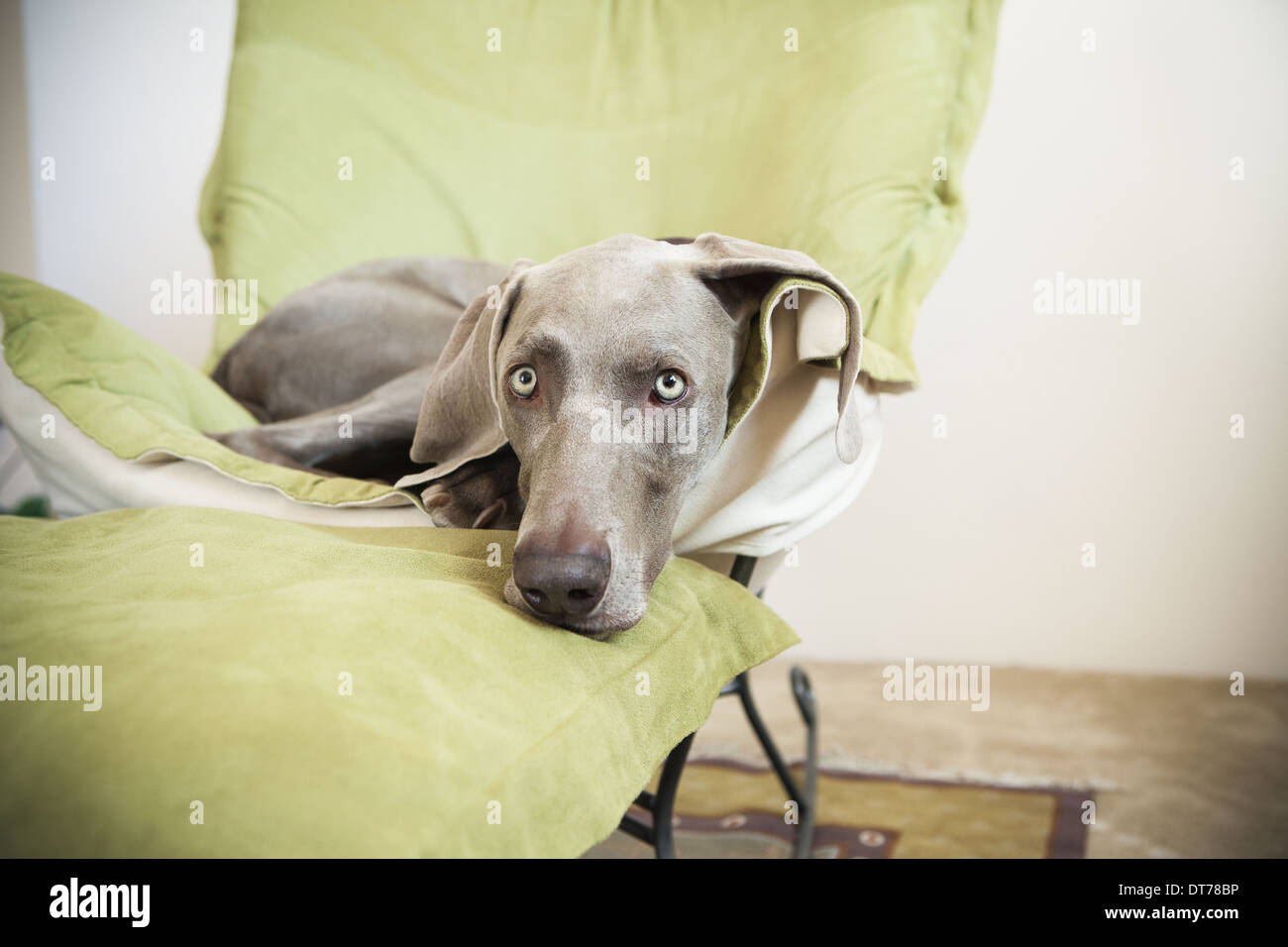 A Weimaraner pedigree dog lounging on a chair. Stock Photo