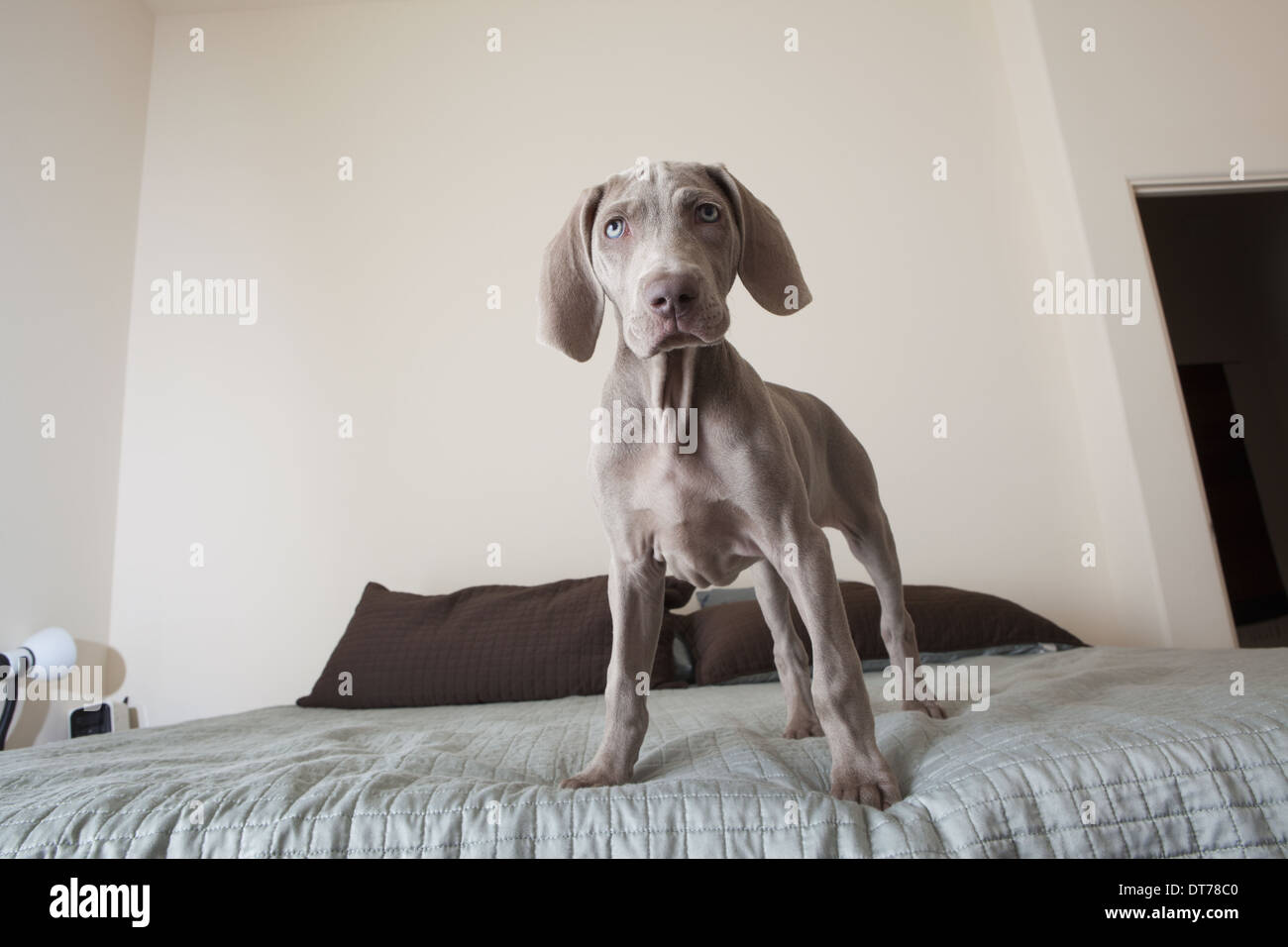 A Weimaraner puppy dog standing on a bed Stock Photo Alamy