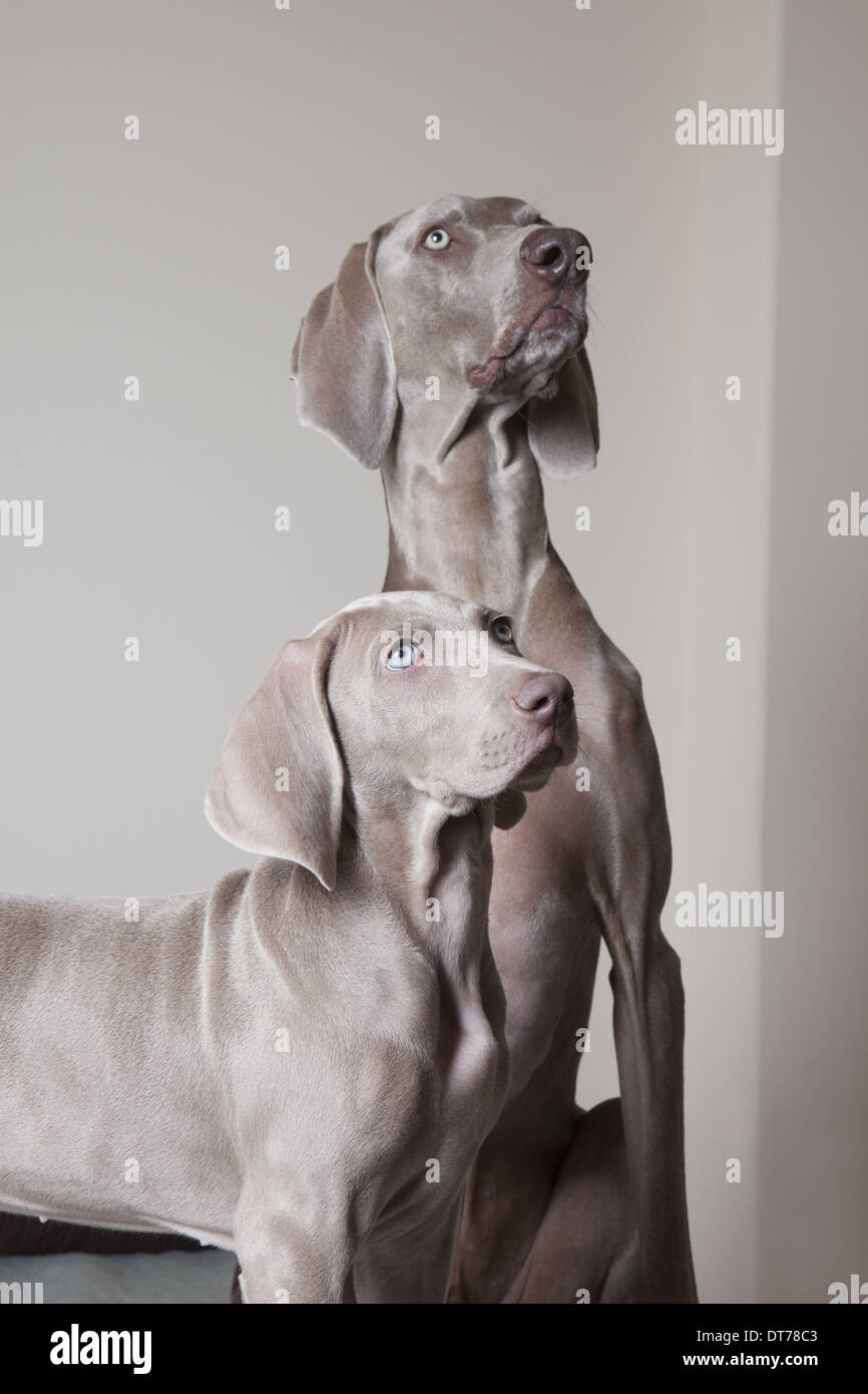 An adult weimaraner dog and a puppy. Two dogs side by side looking up. Stock Photo