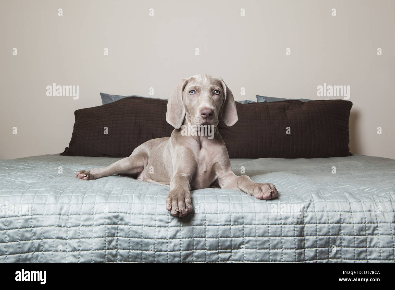A Weimaraner puppy sitting alert on a bed. Stock Photo