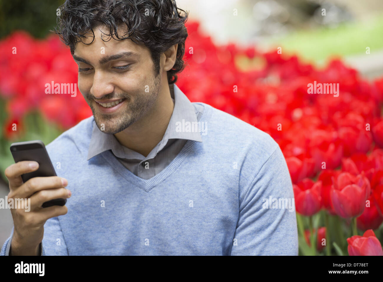 Urban Lifestyle. A man in the park, using his mobile phone. A bed of red flowering tulips in the background. Stock Photo