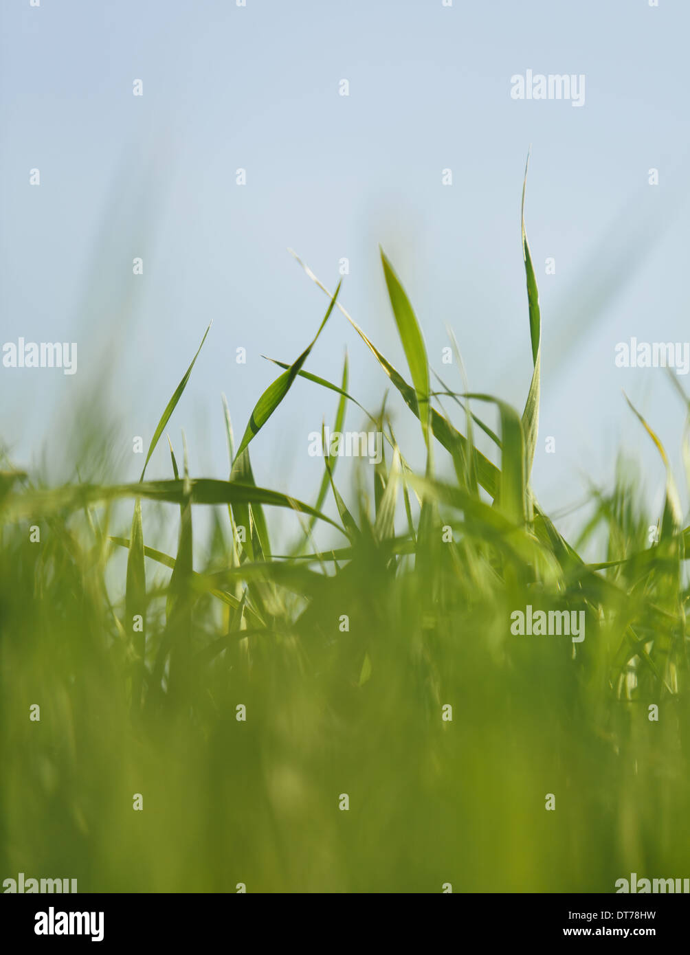 A close up view of a food crop, cultivated wheat growing in a field near Pullman, Washington, USA. Stock Photo
