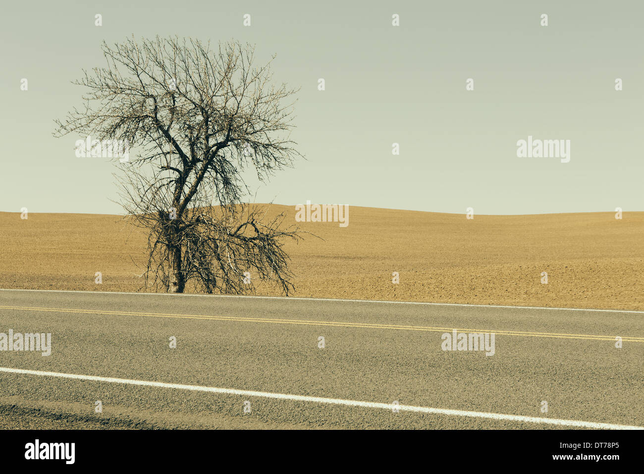 A Cottonwood tree at the roadside in a landscape of ploughed fields and farmland near Pullman in Washington state. Stock Photo