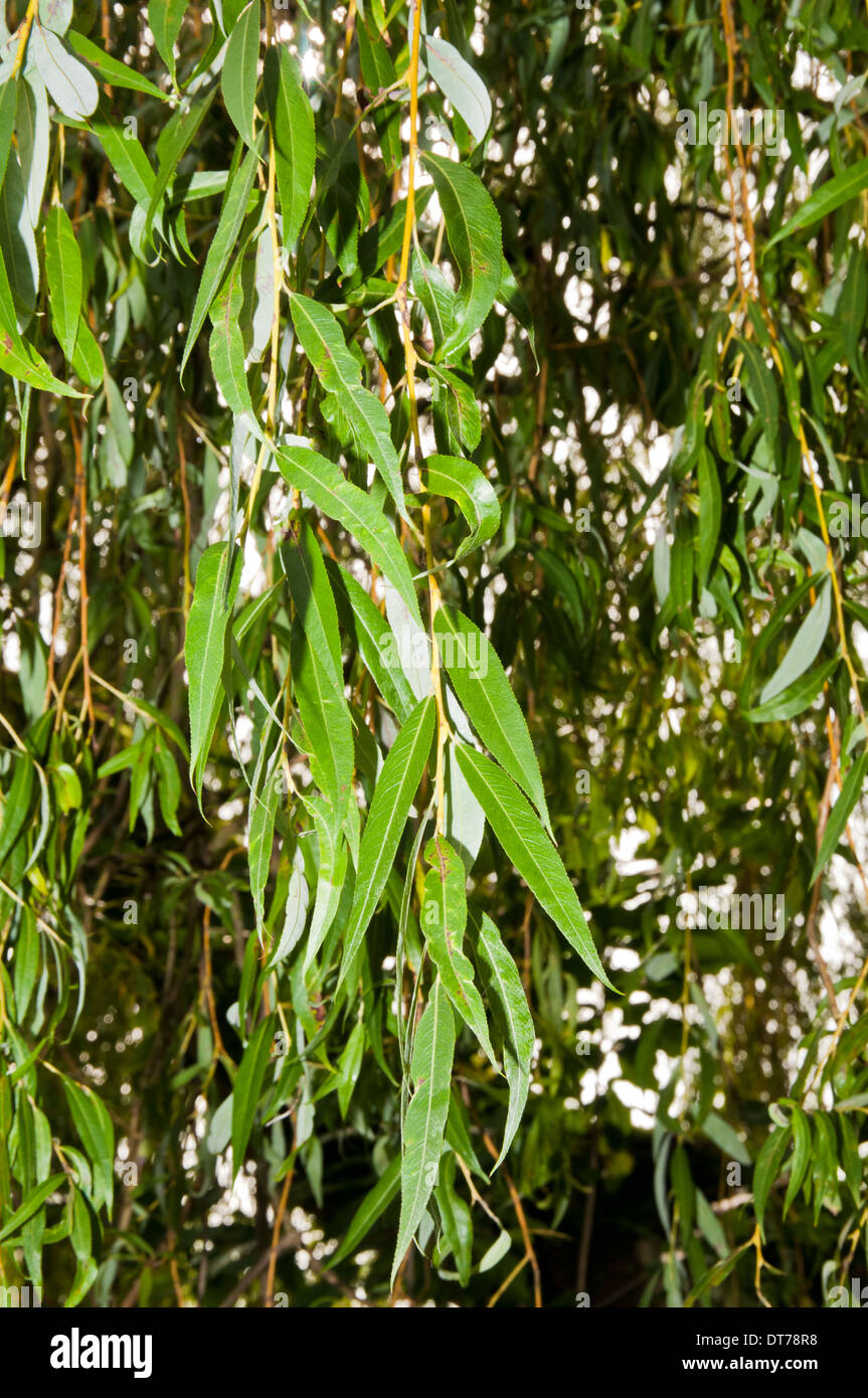 Close up of Weeping Willow tree leaves Stock Photo