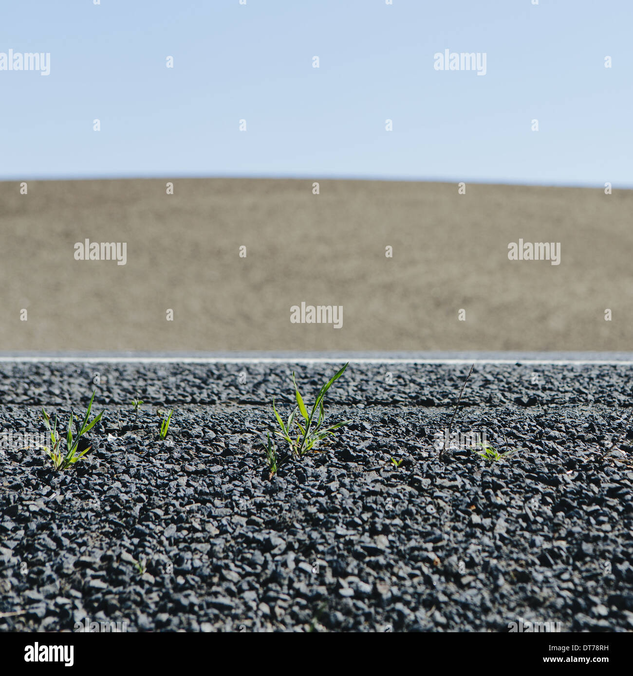Close up of weeds growing on the roadside, and a view to farmland, near Pullman, in Washington state, USA Stock Photo